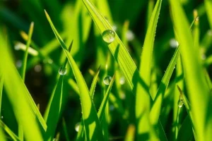 grass-detail-B56OmiBg