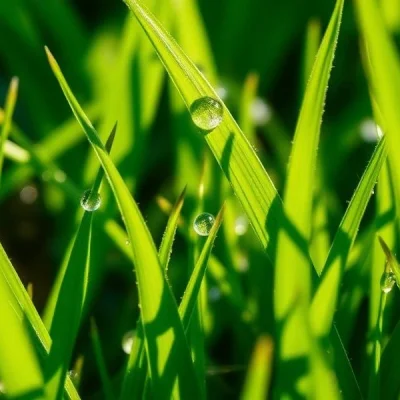 grass-detail-B56OmiBg